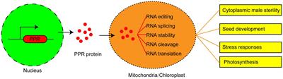 PPR proteins in plants: roles, mechanisms, and prospects for rice research